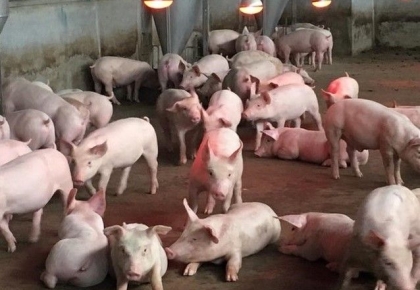 Công nghệ xử lý nước thải chăn nuôi mới nhất hiện nay