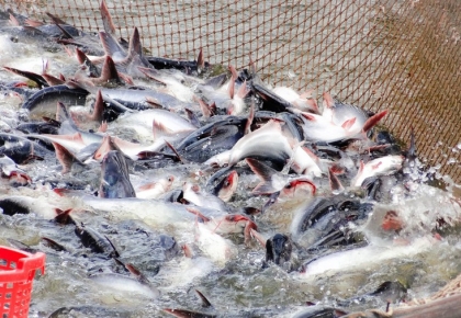 Lọc Nước Tuần Hoàn Trong Chăn Nuôi Bằng Vi Sinh: Giải Pháp Toàn Diện Tăng Năng Suất